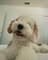 Mila the Girlydoodle with PetLab Co.