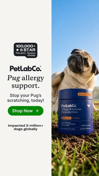 This “Allergy Chew” Helps Dogs Be Themselves Again ❤️