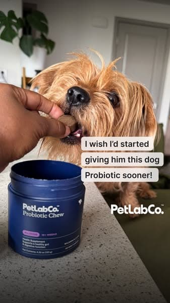 The One Daily Chew Formulated To Support Your Dog’s Gut Health