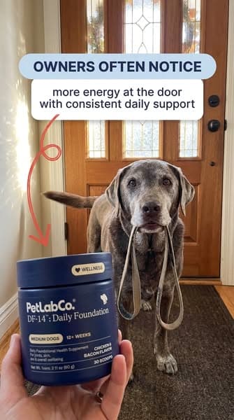 👉 Vet-approved "all-in-one" scoop for senior joints, gut & heart wellness ❤️