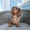 archietheweenieboy with PetLab Co.