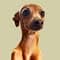Trevor the Iggy with PetLab Co.