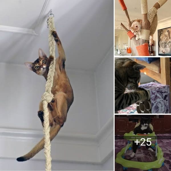 DIY Cat Toys That Will Help Keep Any Cat Happy