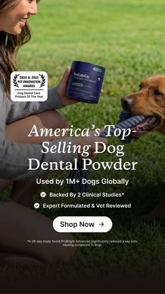 Meet the powder that cleans dog teeth in 5 seconds