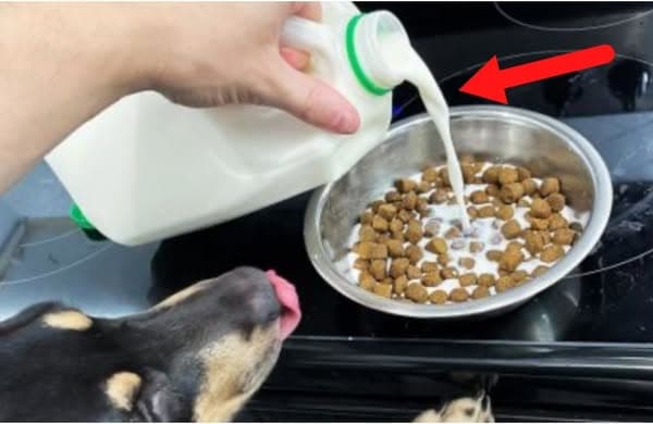 Top Vet Shares Best Things You Can Do For Your Dog