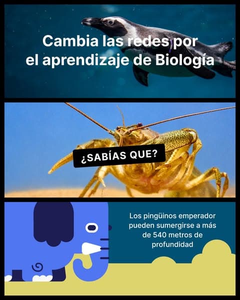 ¡Consiguelo ahora! 👉
