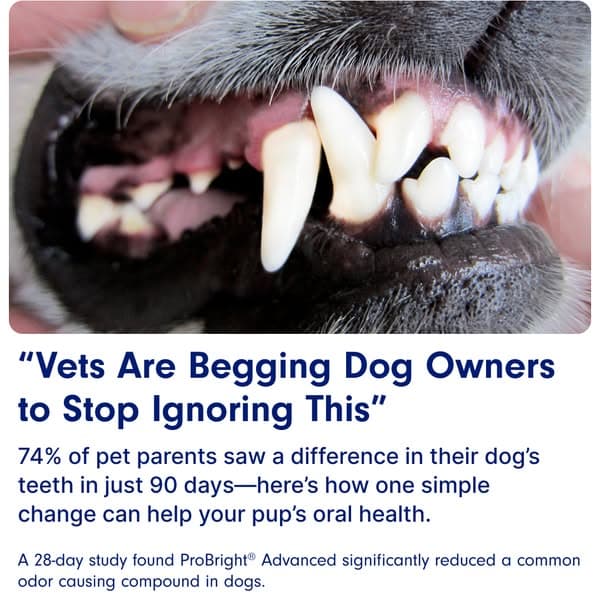 Vet-Reviewed Dental Powder Cleans Teeth Fast