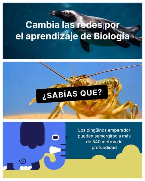 ¡Consiguelo ahora! 👉