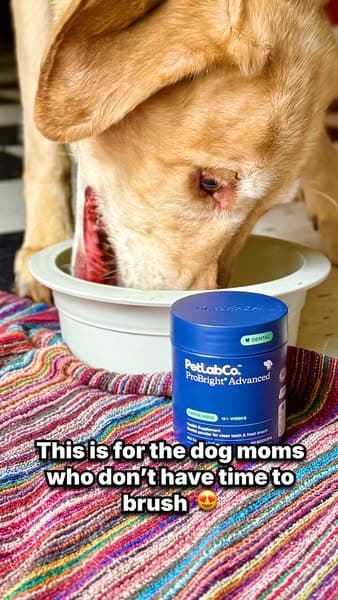 What Busy Dog Moms Use Instead