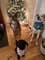 Rural Paw Prints with PetLab Co.