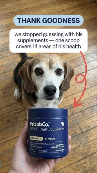 👉 Vet-approved "all-in-one" scoop for senior joints, gut & heart wellness ❤️