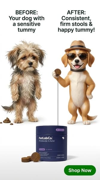 The One Daily Chew That Helped Support My Dog's Gut Health