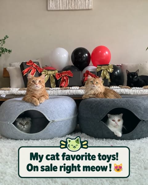 Cat Loves It or Your Money Back!