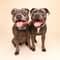 Archie & Ollie  with Happy Staffy Co.
