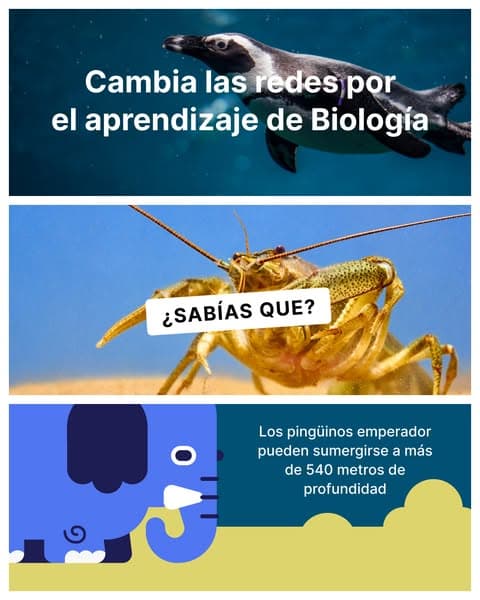 ¡Consiguelo ahora! 👉