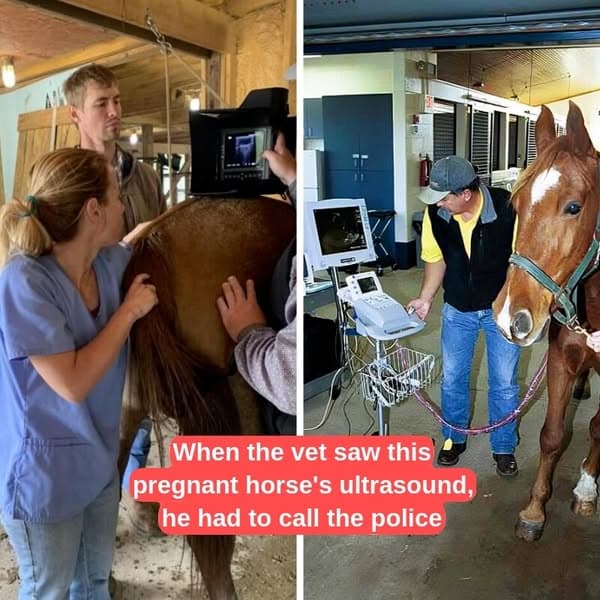 Pregnant Mare's Vet Calls The Cops After Seeing Her Ultrasound