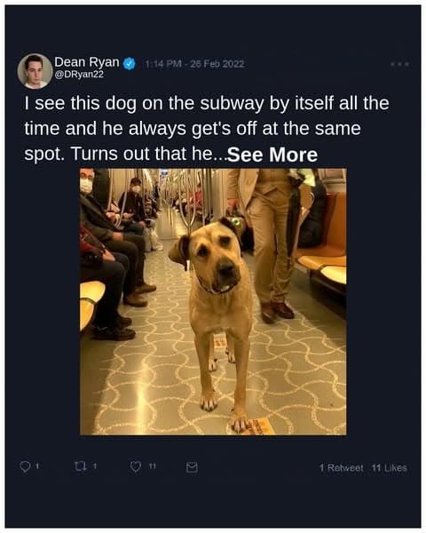 The Curious Case of the Dog Who Rides the Subway Alone