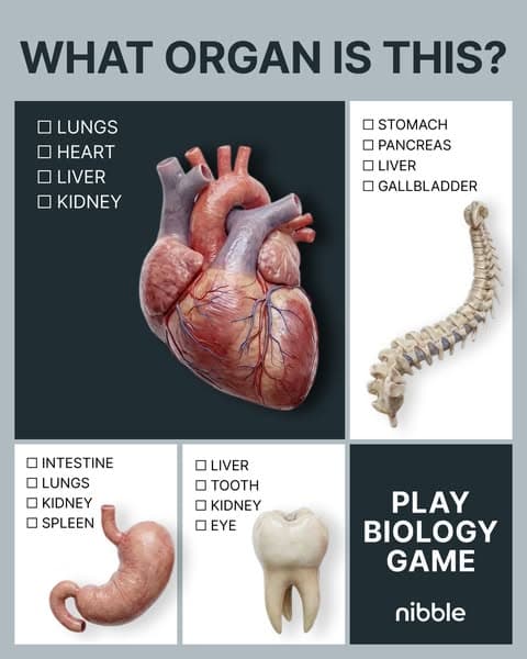 🔬 Biology, but Bite-Sized!