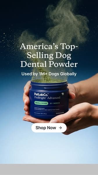 Meet the powder that cleans dog teeth in 5 seconds
