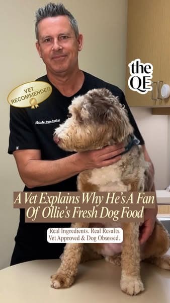 What a Vet Looks For in Dog Food