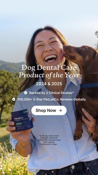 Meet the powder that cleans dog teeth in 5 seconds