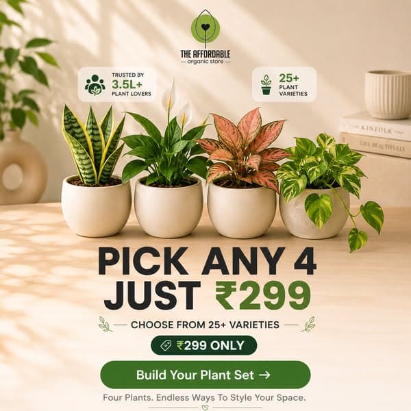 Pick Any 4 Plants for Just ₹299