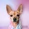 Pippa the rescue chi with PetLab Co.