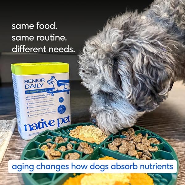 The daily upgrade for older dogs