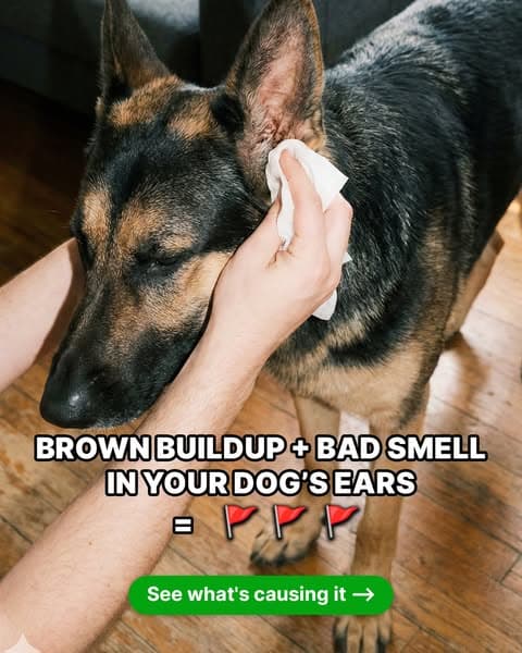 Here's Why You Shouldn't Ignore Your Dog's Paw Licking! 🚩