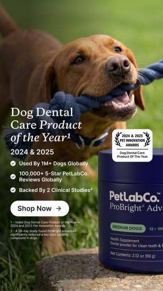 Meet the powder that cleans dog teeth in 5 seconds