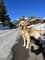 Moose the Golden with PetLab Co.