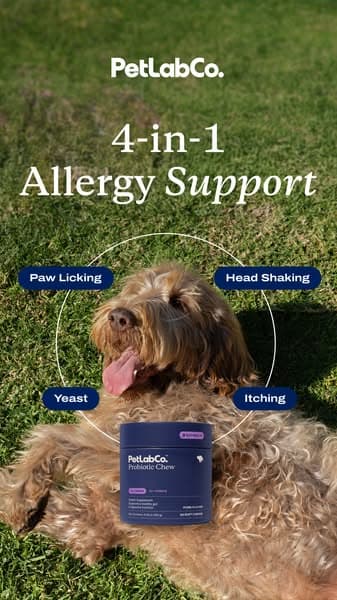 America’s #1 Probiotic Chew For A Reason