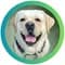 Joey The Pawsome with Flipkart