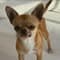 Luccihuahua with PetLab Co.