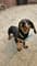 Freya The Miniature Dachshund with PetLab Co.