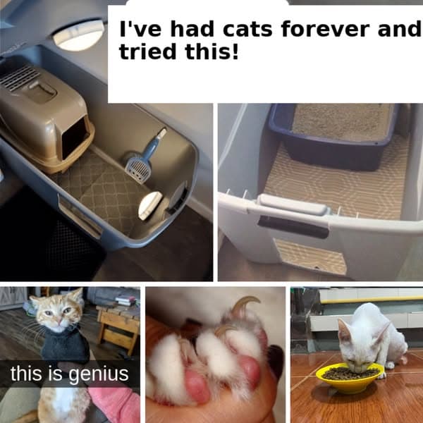 Hacks That Will Make You the Ideal Cat Parent