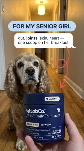 👉 Vet-approved "all-in-one" scoop for senior joints, gut & heart wellness ❤️