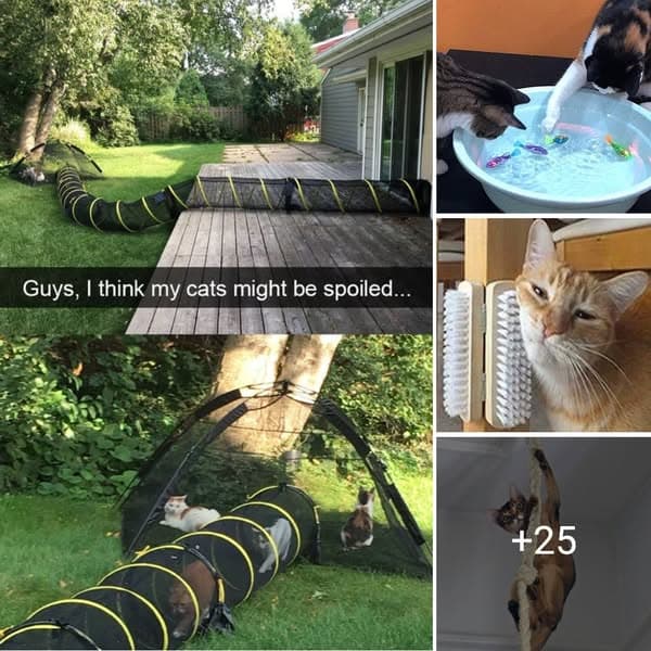 DIY Cat Toys That Will Help Keep Any Cat Happy