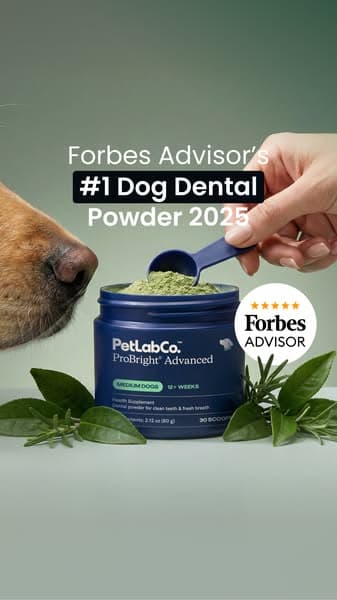 Why Over 1 Million Dog Owners Switched To ProBright Advanced
