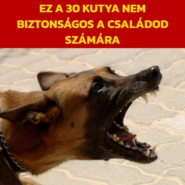 A szakértők szerint ezek a kutyafajták veszélyesek a családokra, a miénk is szerepel a listán❓