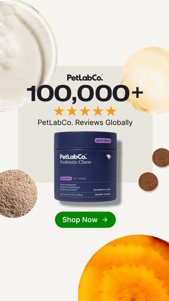 92% of Dogs Love It From Day One