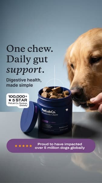 92% of Dogs Love It From Day One