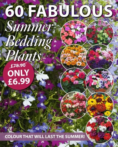Less Than 12p Per Plant!