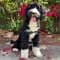 Claude Monet Cohen with Woofz