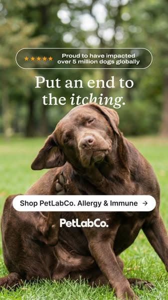 This “Allergy Chew” Helps Dogs Be Themselves Again ❤️