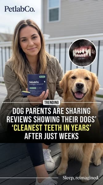 Don't Ignore These Dog Dental Warning Signs