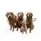 Be Golden Trio with PetLab Co.