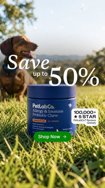 This "Allergy Chew" Helps Dogs Be Themselves Again ❤️