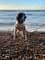  Bella.the.springerspaniel with Pure Pet Food