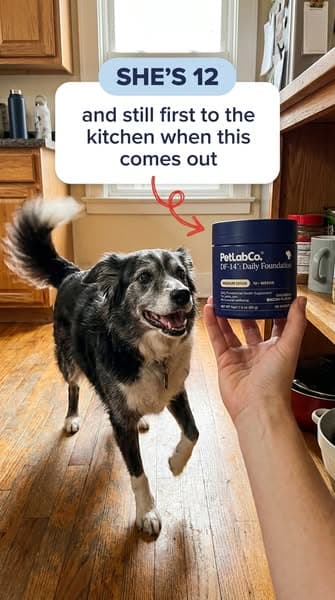 👉 Vet-approved "all-in-one" scoop for senior joints, gut & heart wellness ❤️
